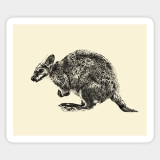 Kangaroo Sticker